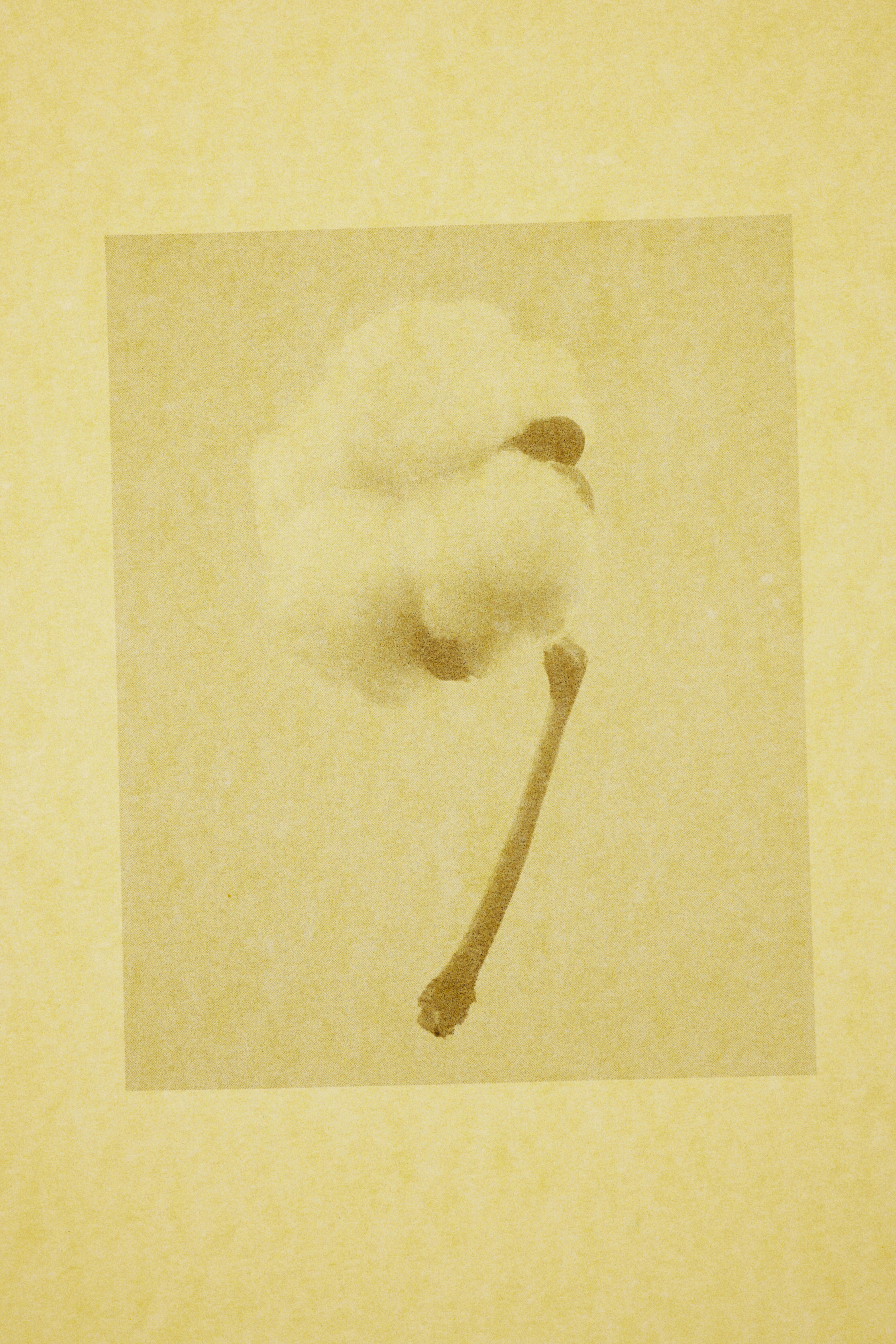 Artistic portrait of a cotton flower