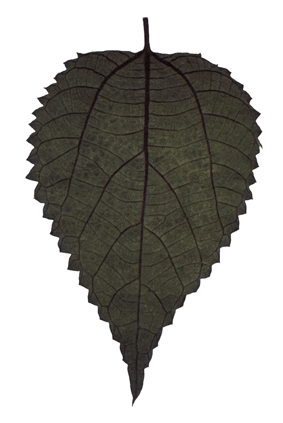 Textured green leaf.