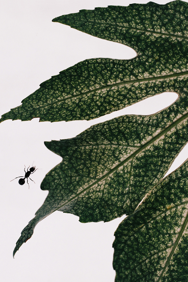 Detail of a plant's leaf with a small ant
