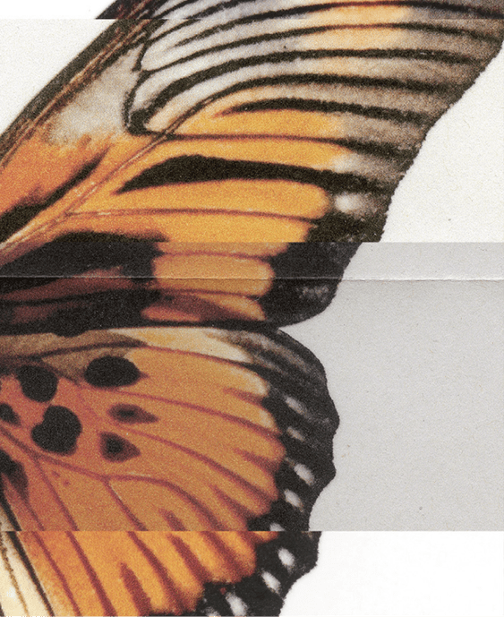 Orange and black butterfly wing.
