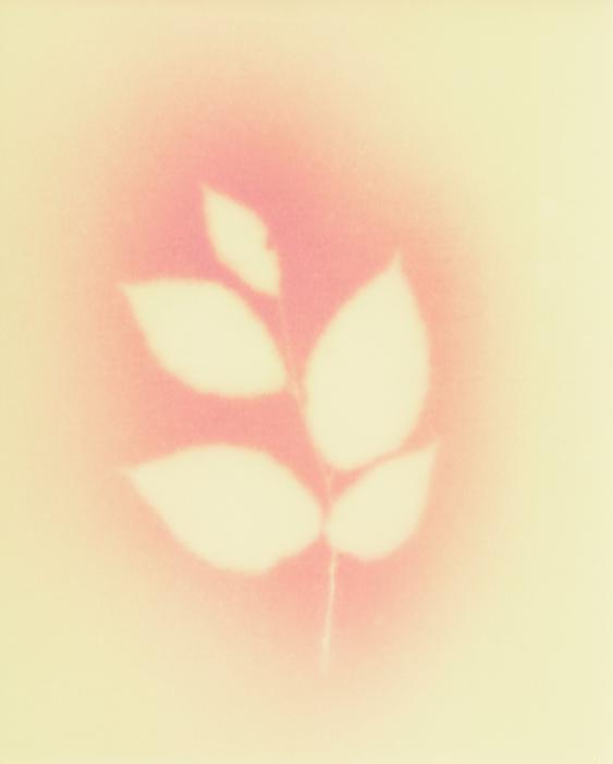 Artistic image of a stem with bright white leaves on a gradient background of pink and yellow.