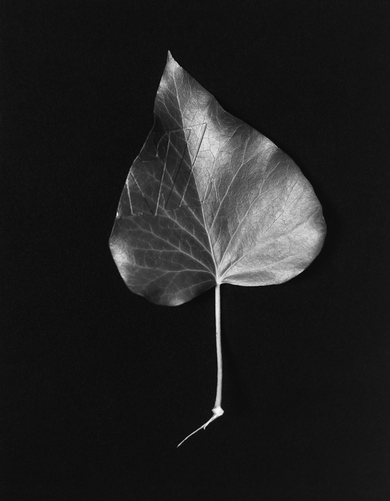 Artistic photograph of a single plant leaf, in black and white.