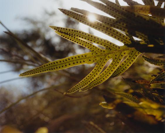 Green fern leaf backlit with dark spots and the sun shining through it.