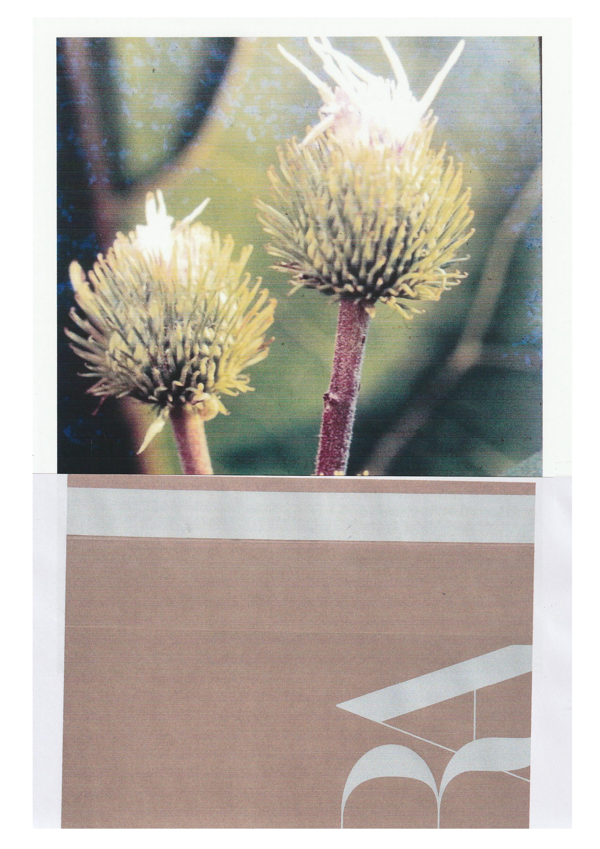Close-up of two thistle flowers with yellowish petals and reddish stems, on a green background and a brown lower section with a white design.