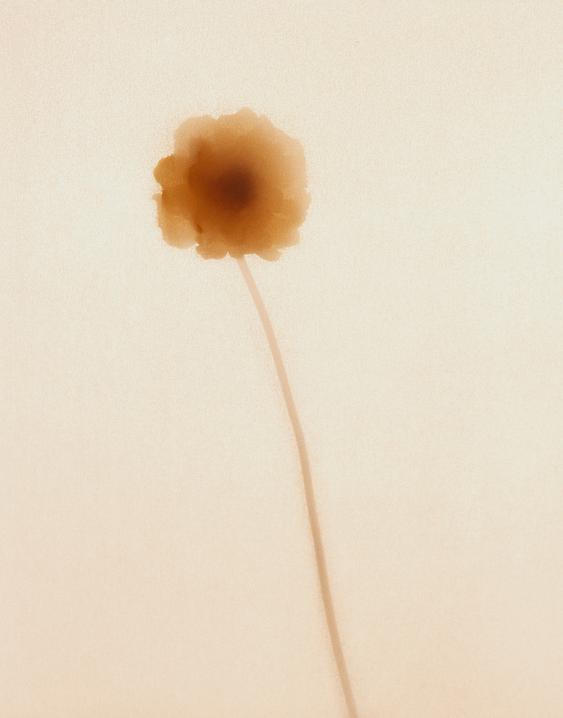 Minimalist photo of a flower in sepia tones on a light background.