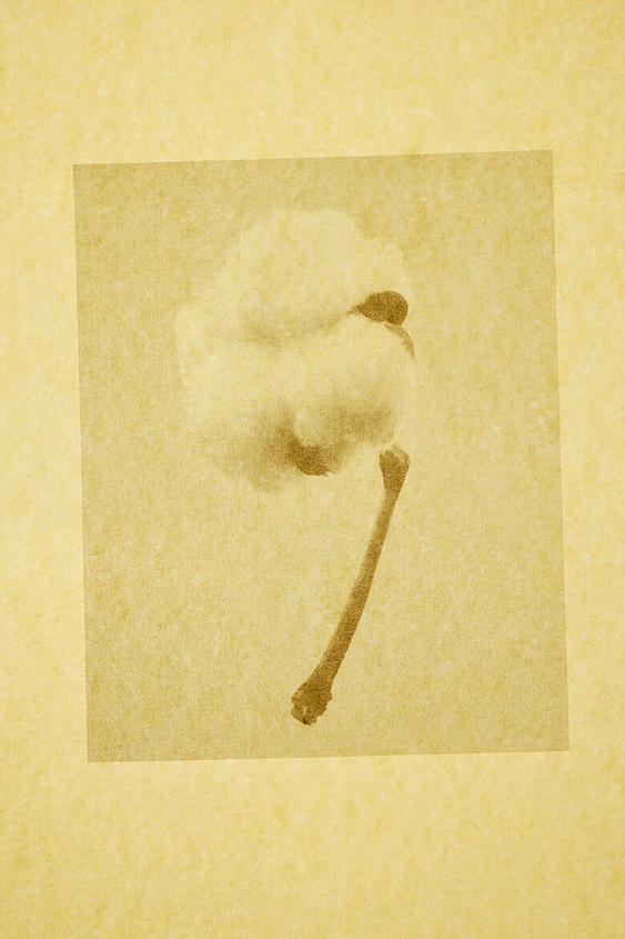 Cotton flower with stem in sepia tones on a textured background.