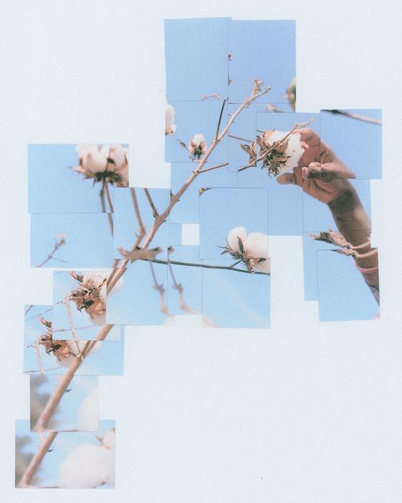 Collage of a hand picking cotton from a branch against a blue sky.