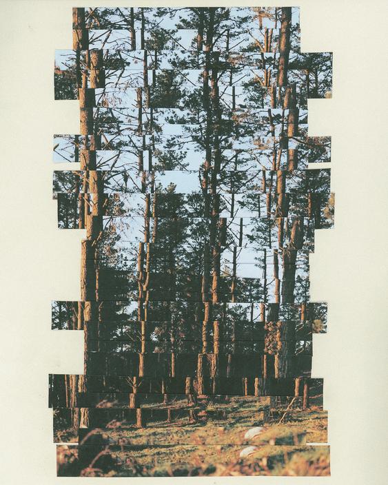 Collage of a pine forest.